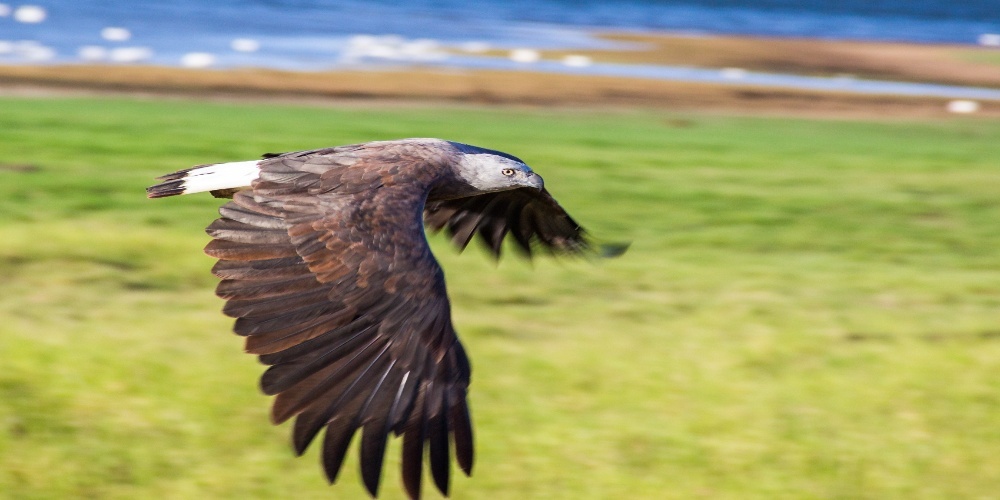 bird9493 (1)-1.jpeg